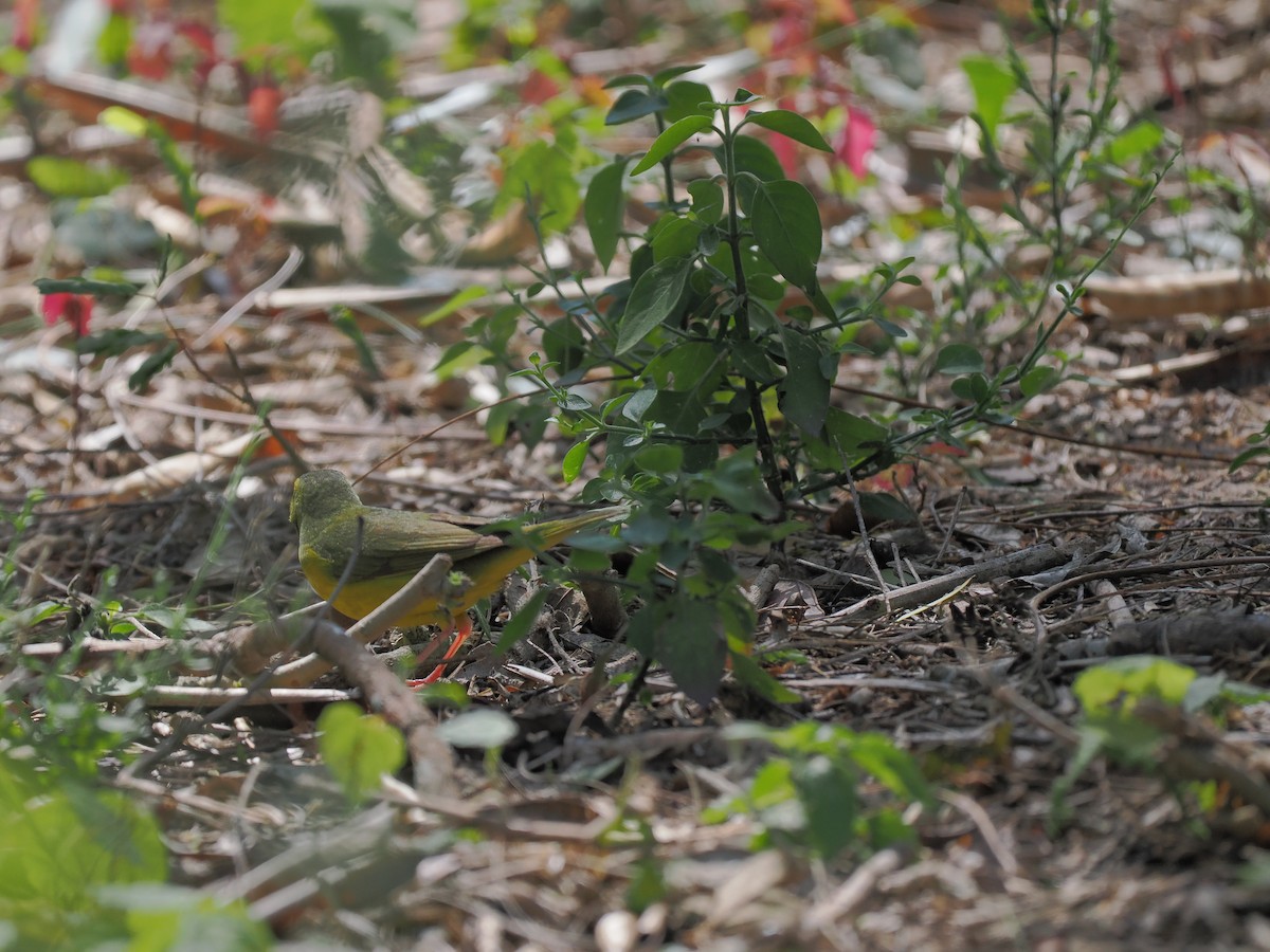 kentuckyparula - ML652107823