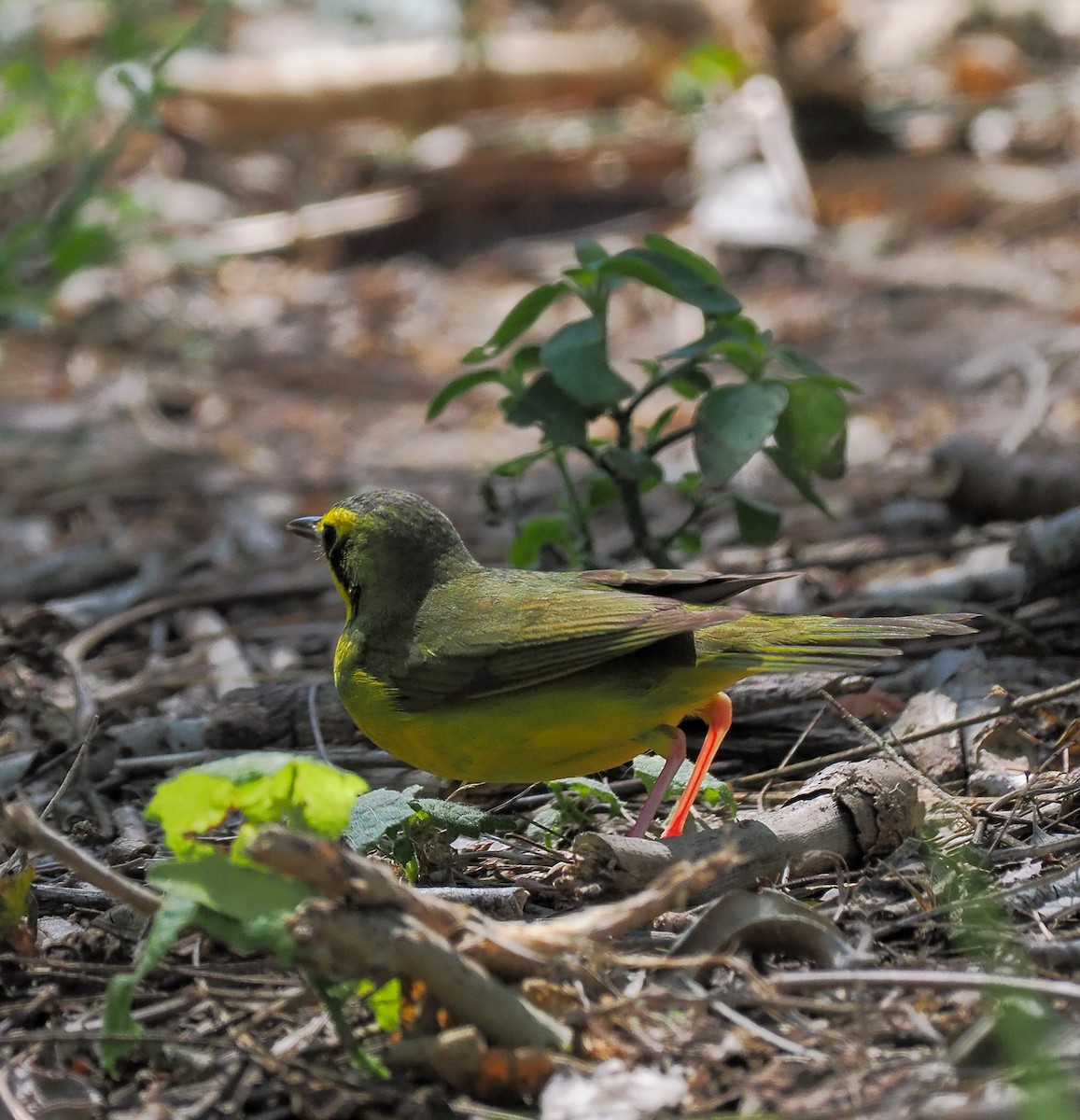 kentuckyparula - ML652107824