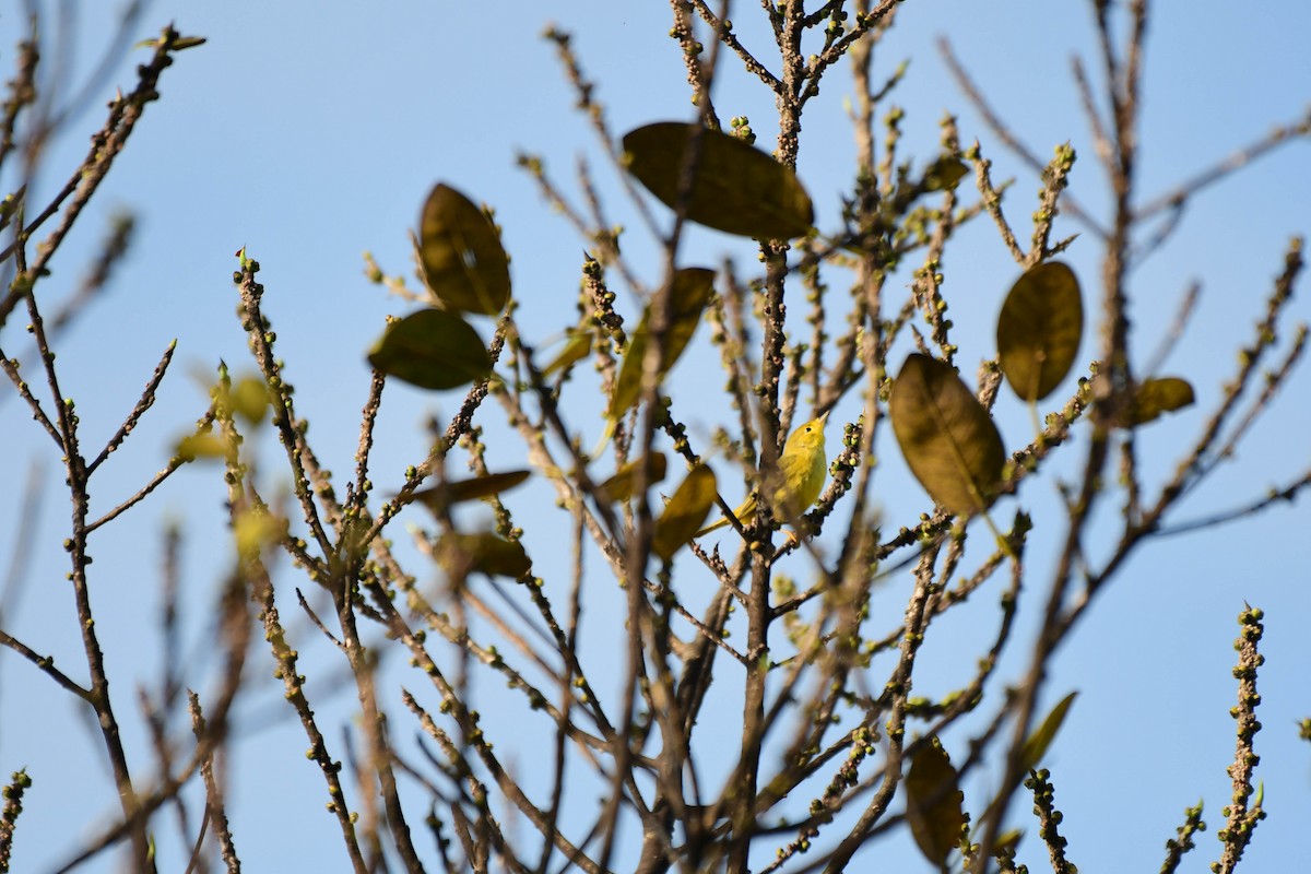 Northern/Mangrove Yellow Warbler - ML652107844