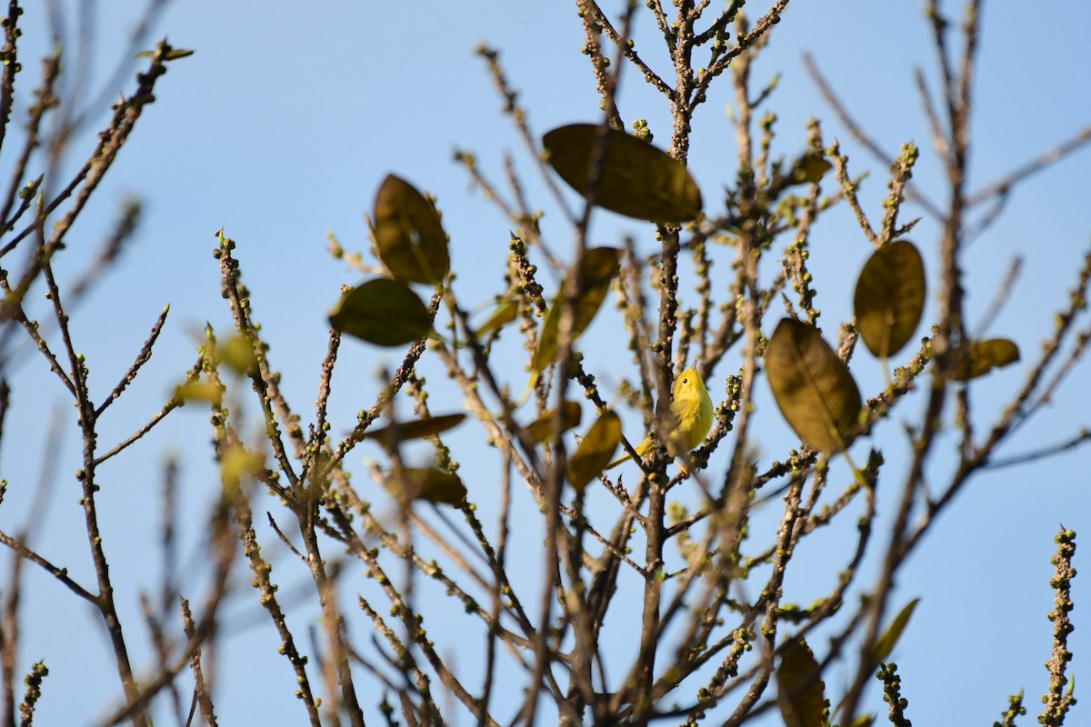 Northern/Mangrove Yellow Warbler - ML652107846