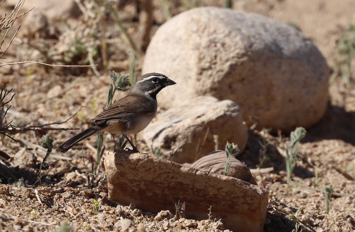Chingolo Gorjinegro - ML652108201