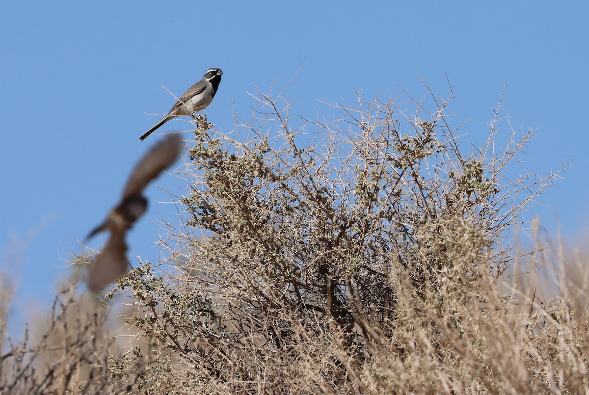 Chingolo Gorjinegro - ML652108365