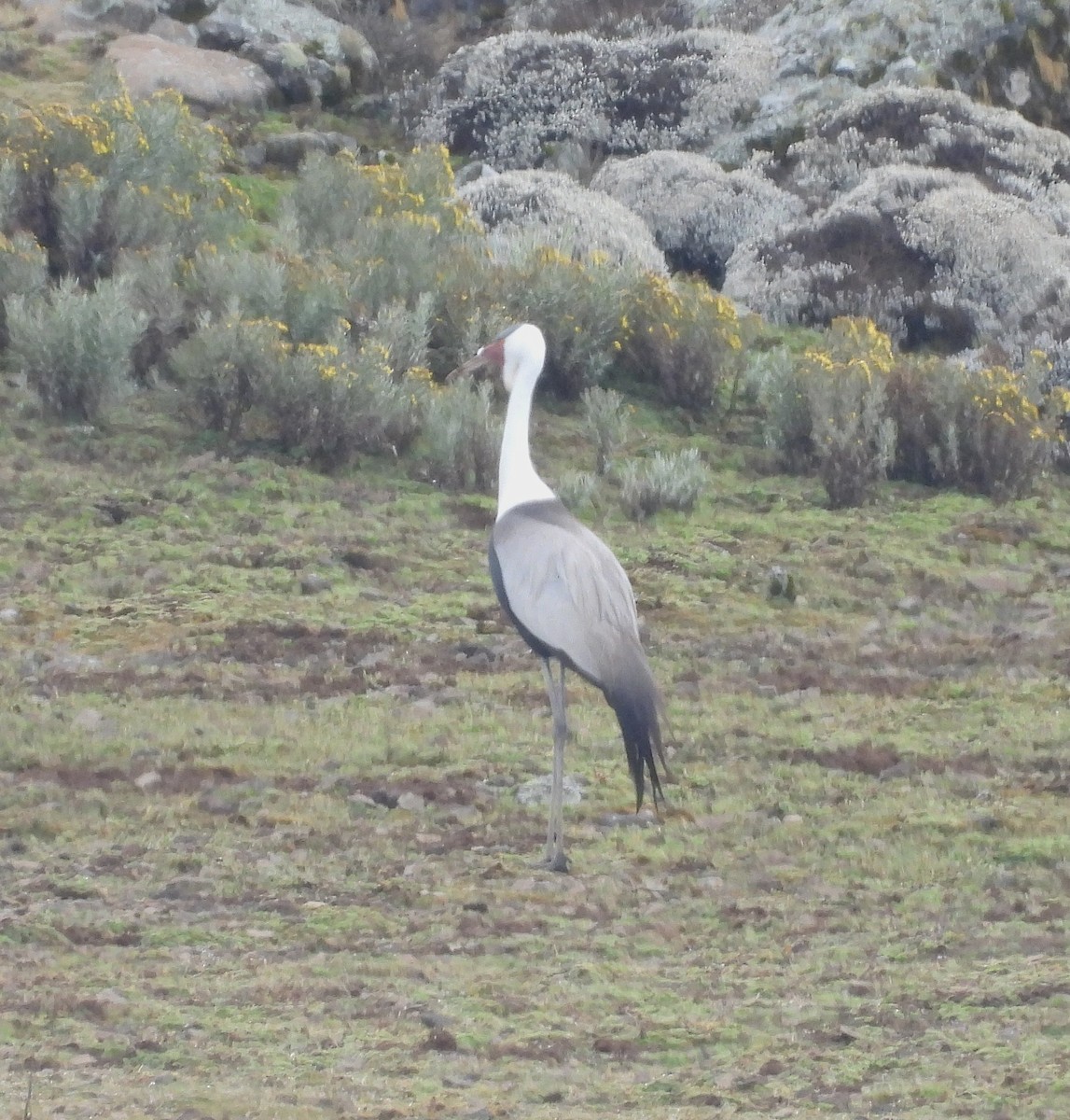 Wattled Crane - ML652109013