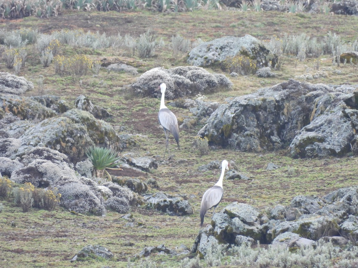 Wattled Crane - ML652109014