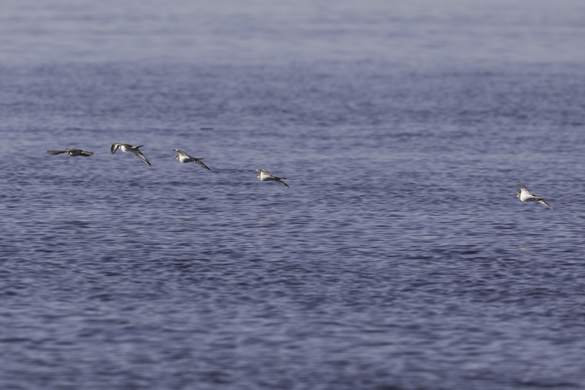 Killdeer - ML652109876