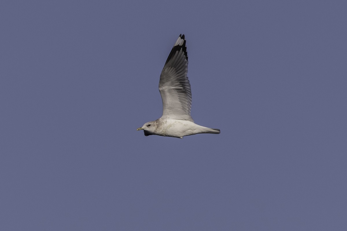 Short-billed Gull - ML652109889