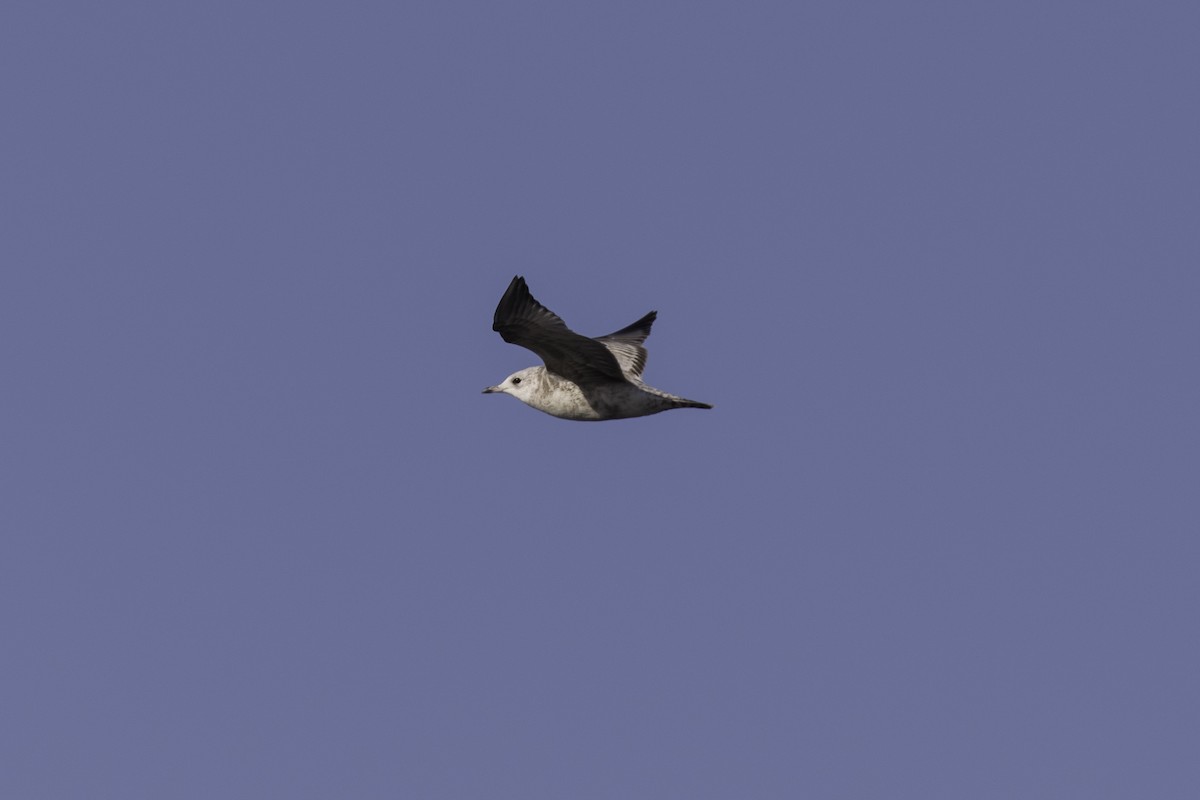 Short-billed Gull - ML652109901
