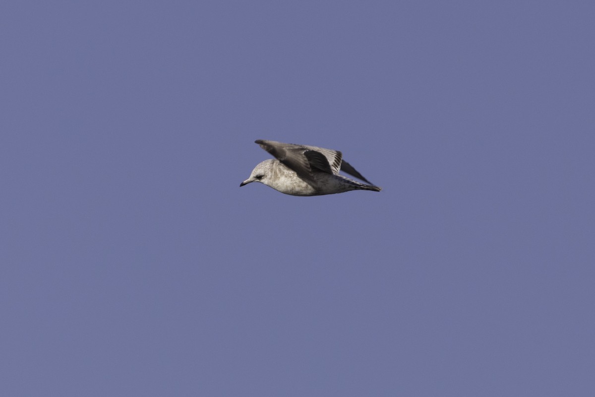 Short-billed Gull - ML652109903