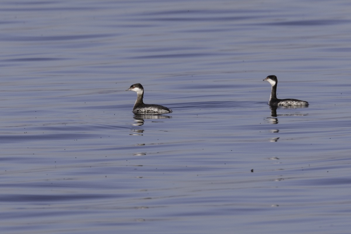 Horned Grebe - ML652109910