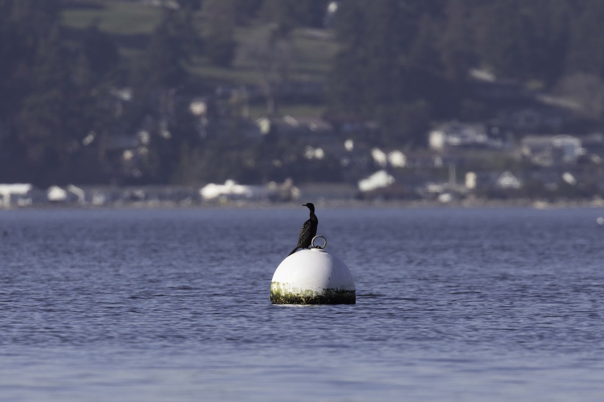 Pelagic Cormorant - ML652109917