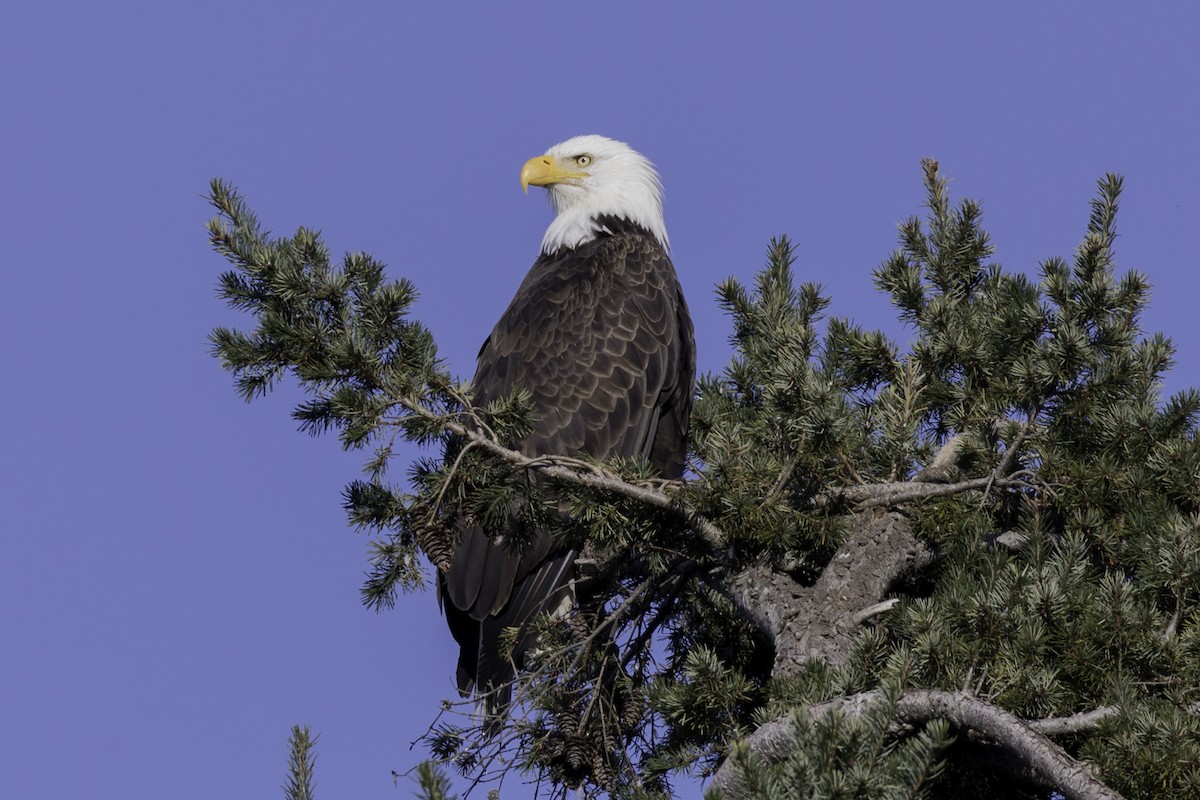 Bald Eagle - ML652109928