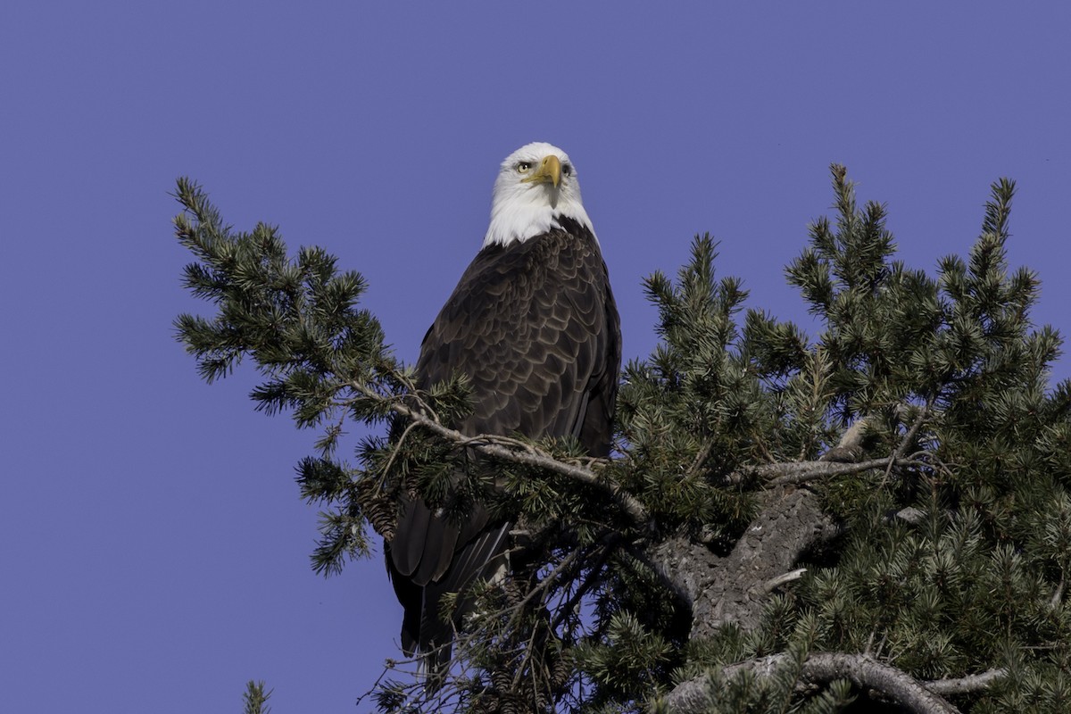 Bald Eagle - ML652109929