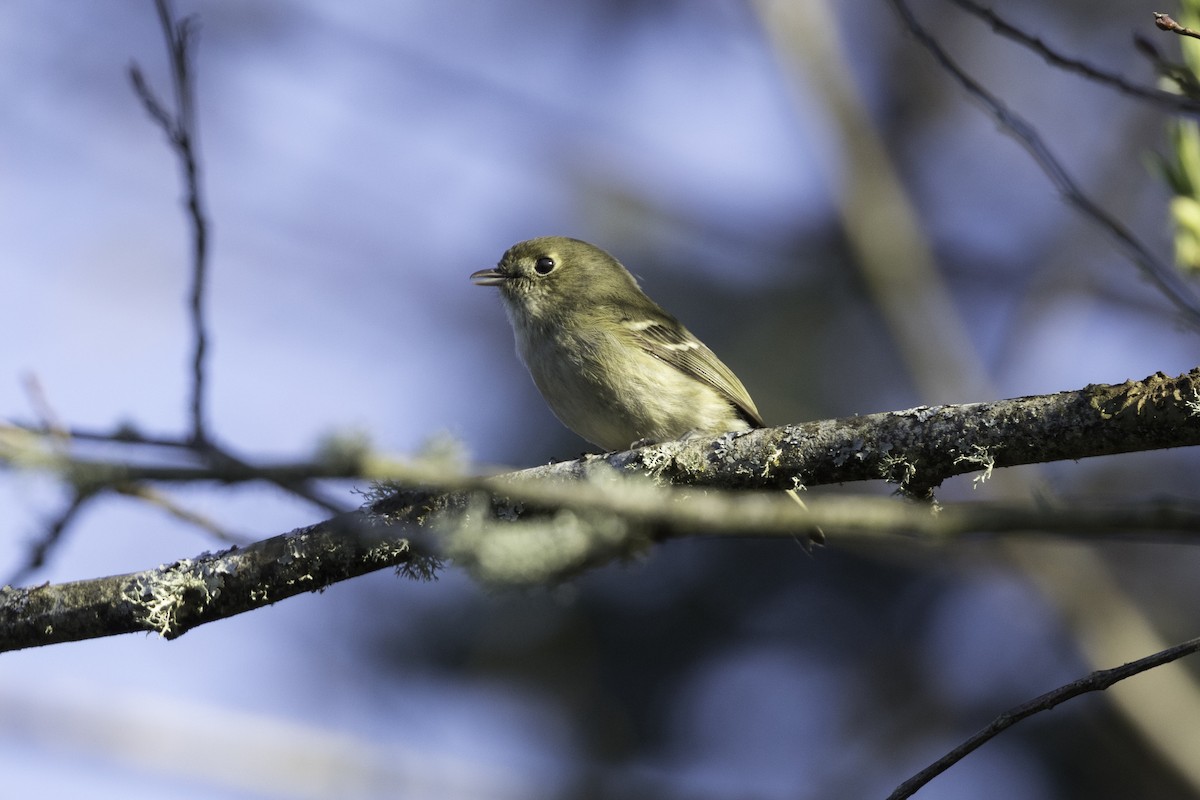 Hutton's Vireo - ML652109942