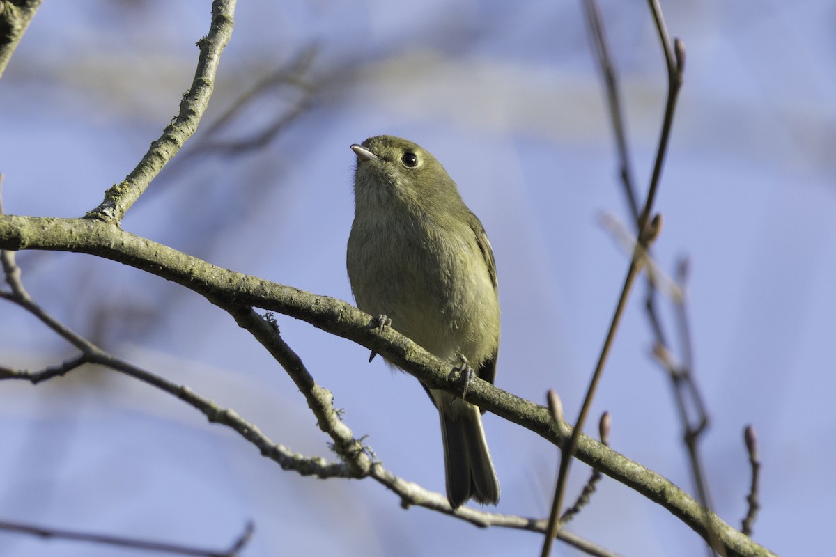 Hutton's Vireo - ML652109960