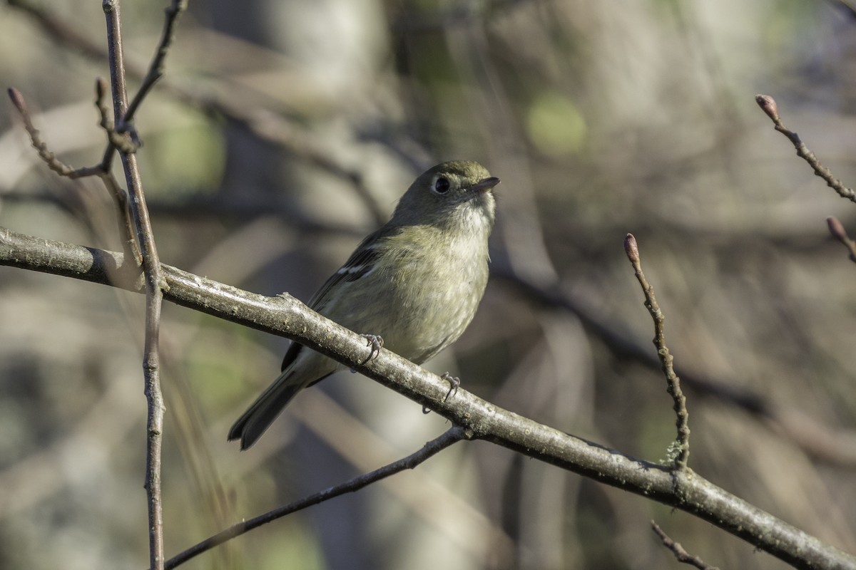 Hutton's Vireo - ML652109961
