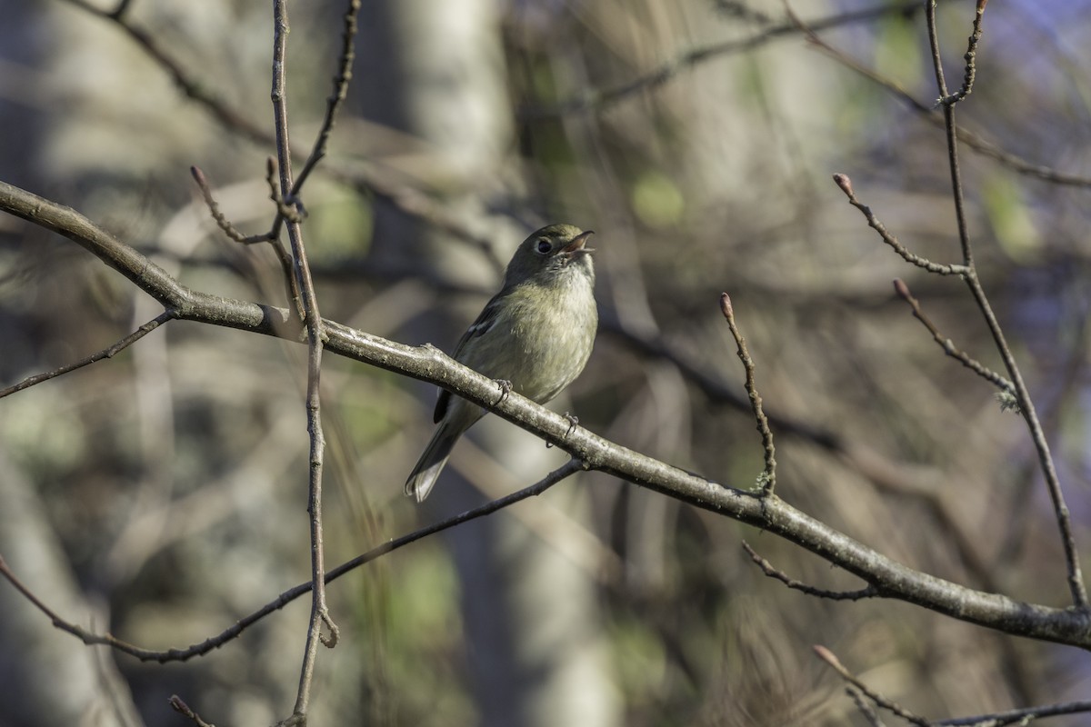 Hutton's Vireo - ML652109962