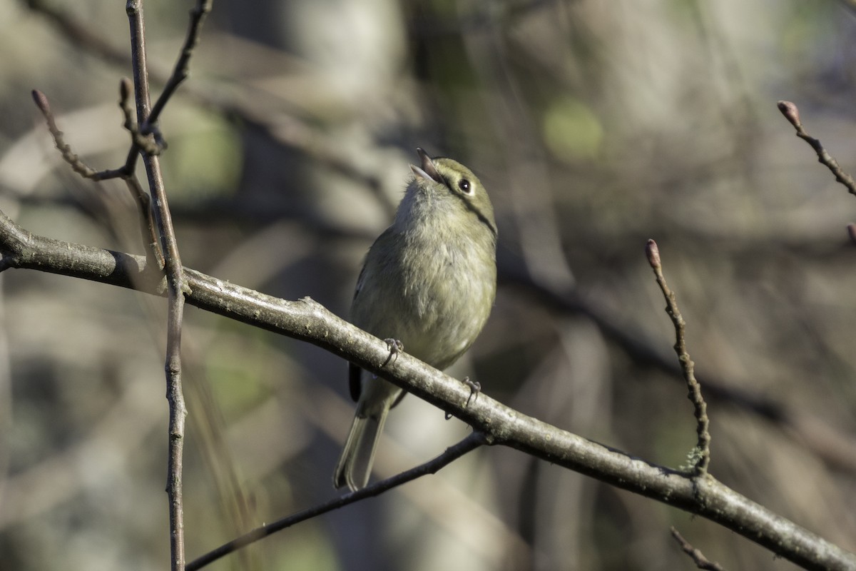 Hutton's Vireo - ML652109963
