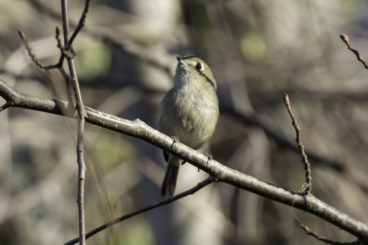 Hutton's Vireo - ML652109964