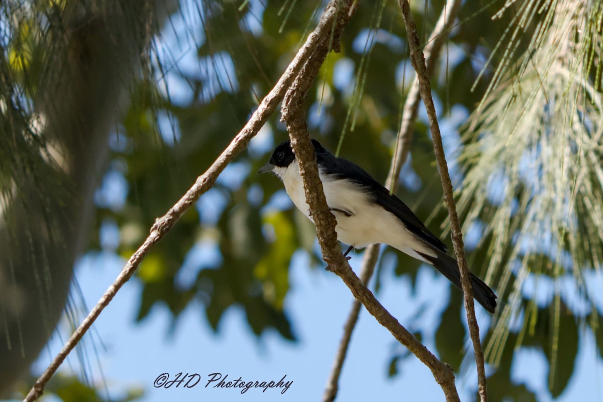 Atom Monark - ML652110874