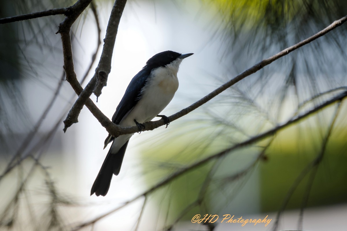 Atom Monark - ML652110875