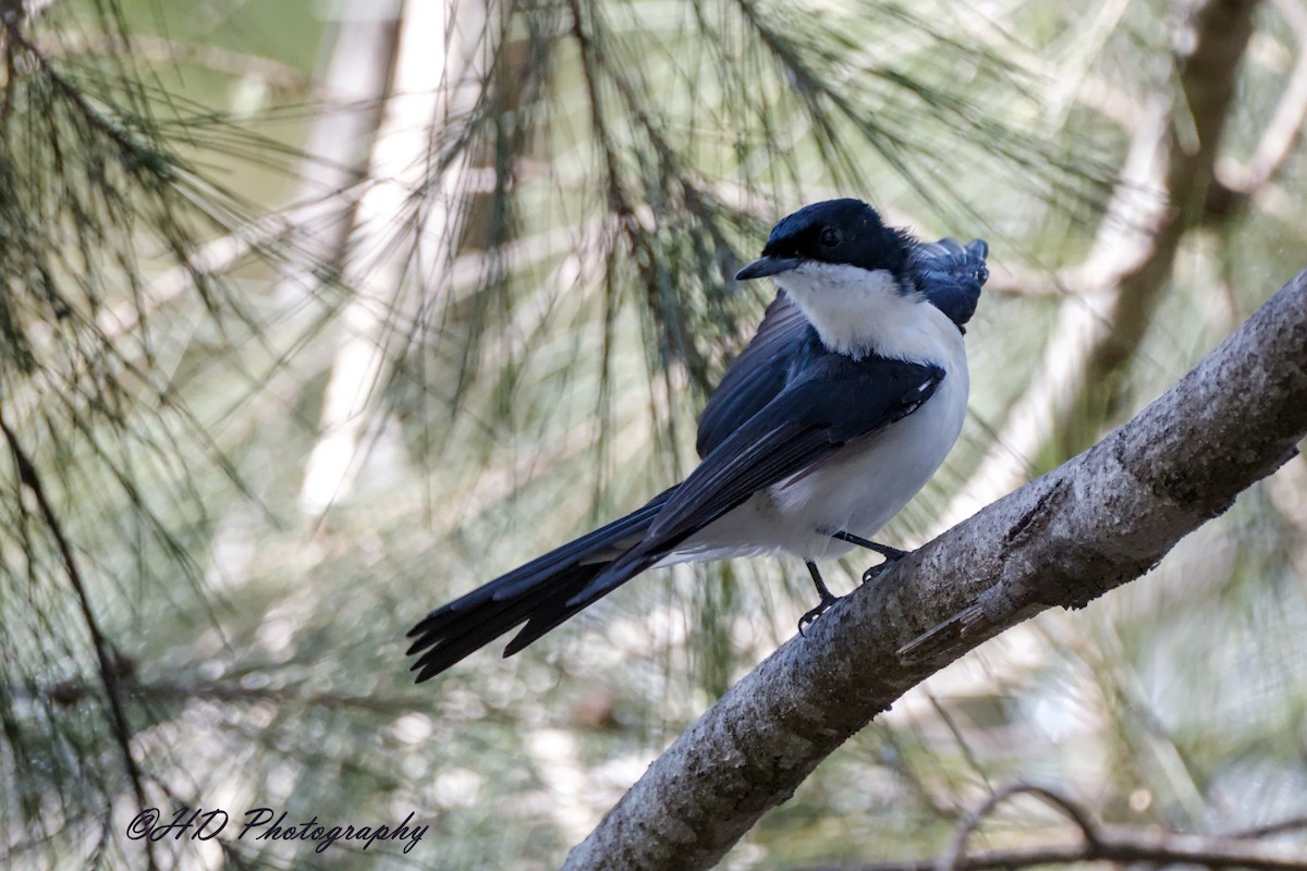 Atom Monark - ML652110876