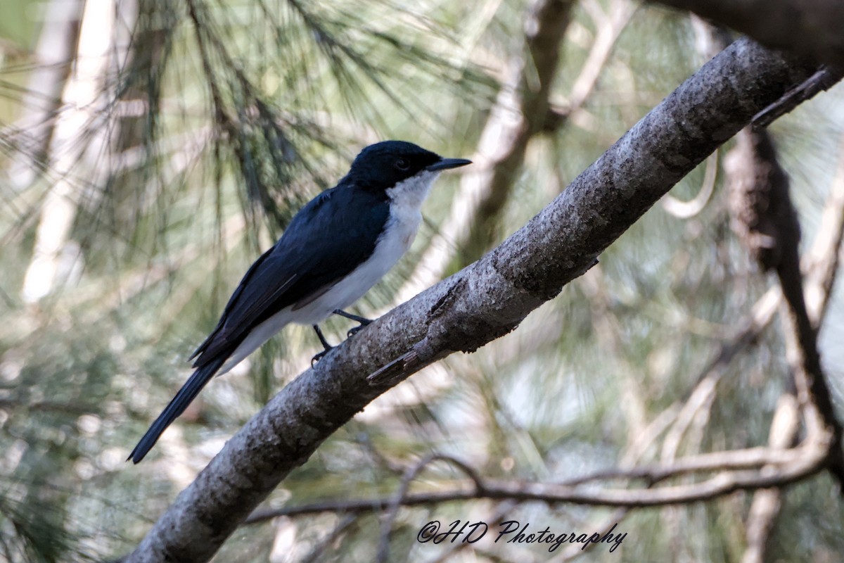 Atom Monark - ML652110877