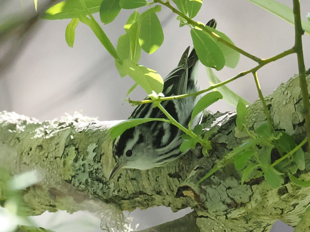 Black-and-white Warbler - ML652110885