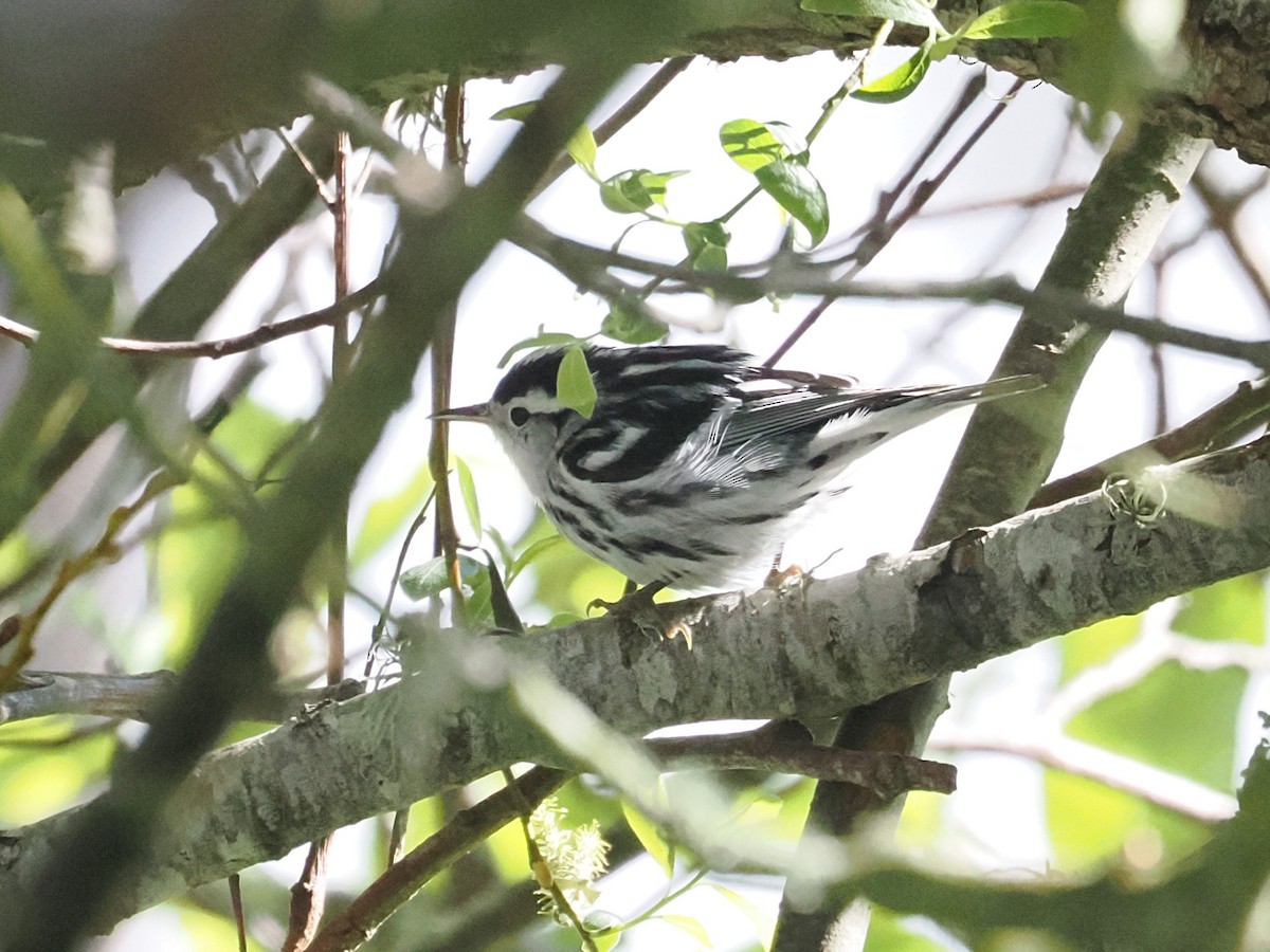 Black-and-white Warbler - ML652110890