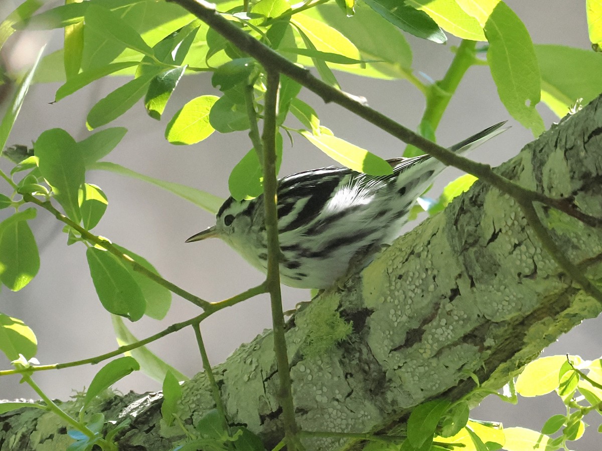 Black-and-white Warbler - ML652110899