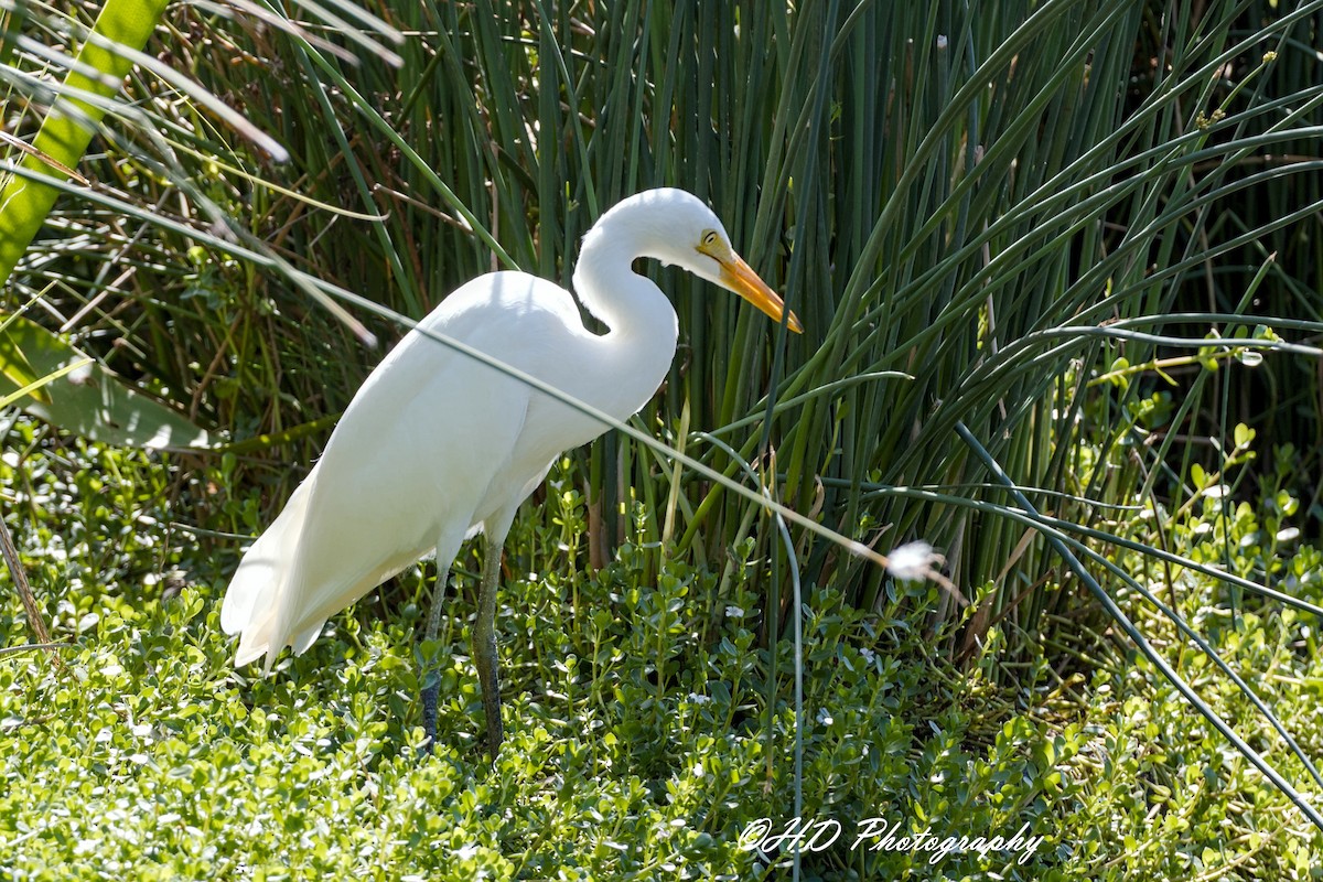 Büyük Ak Balıkçıl - ML652111019