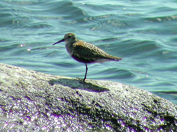 Dunlin - ML65211111