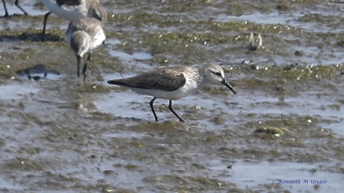 Alaska Kumkuşu - ML652111110