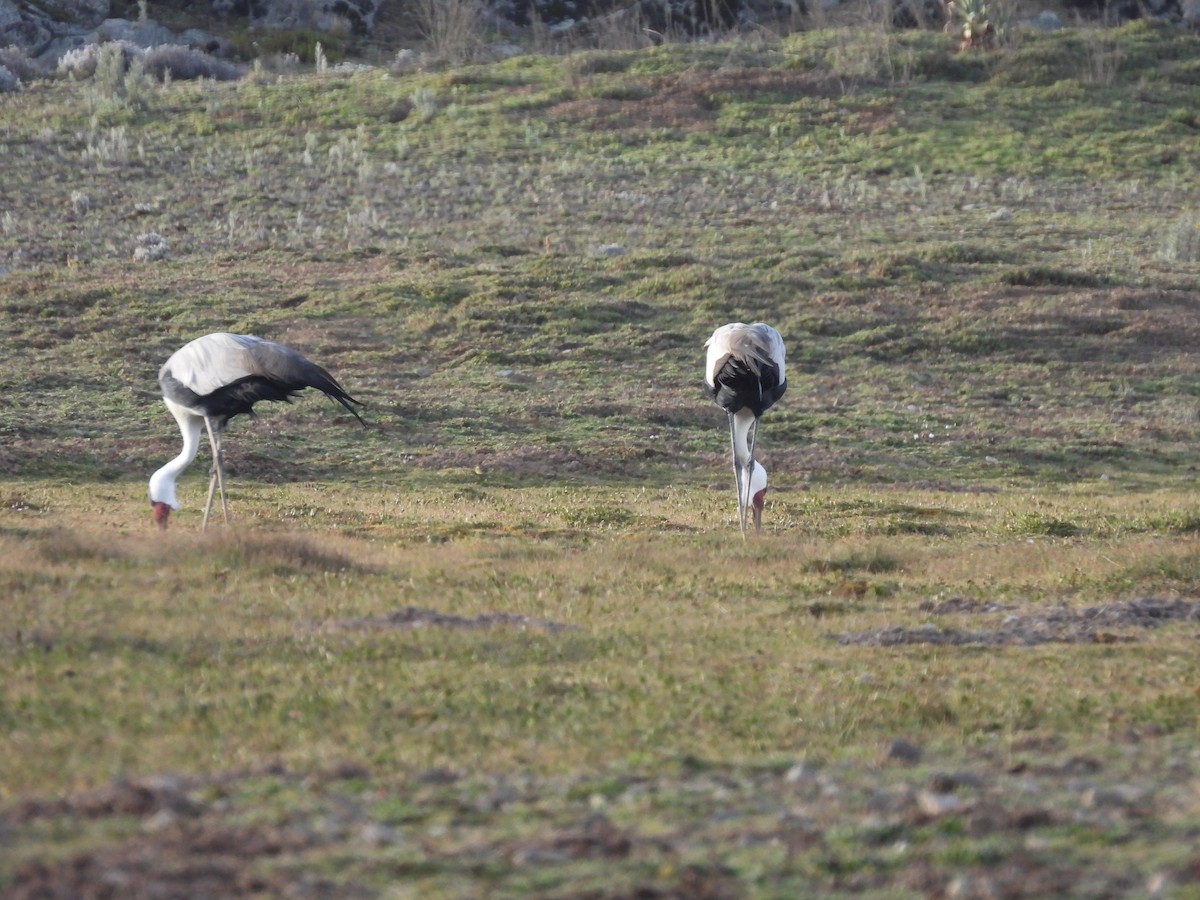Wattled Crane - ML652111288