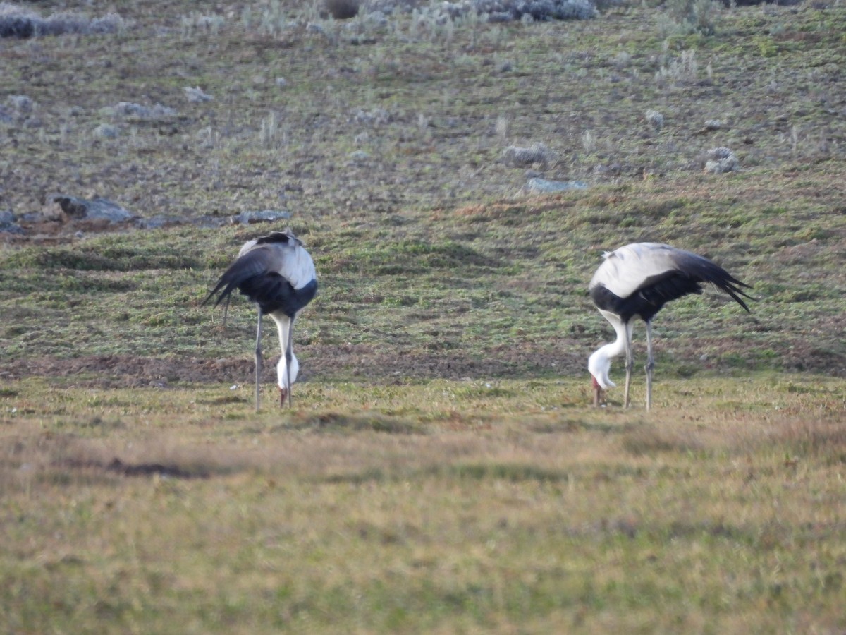 Wattled Crane - ML652111289