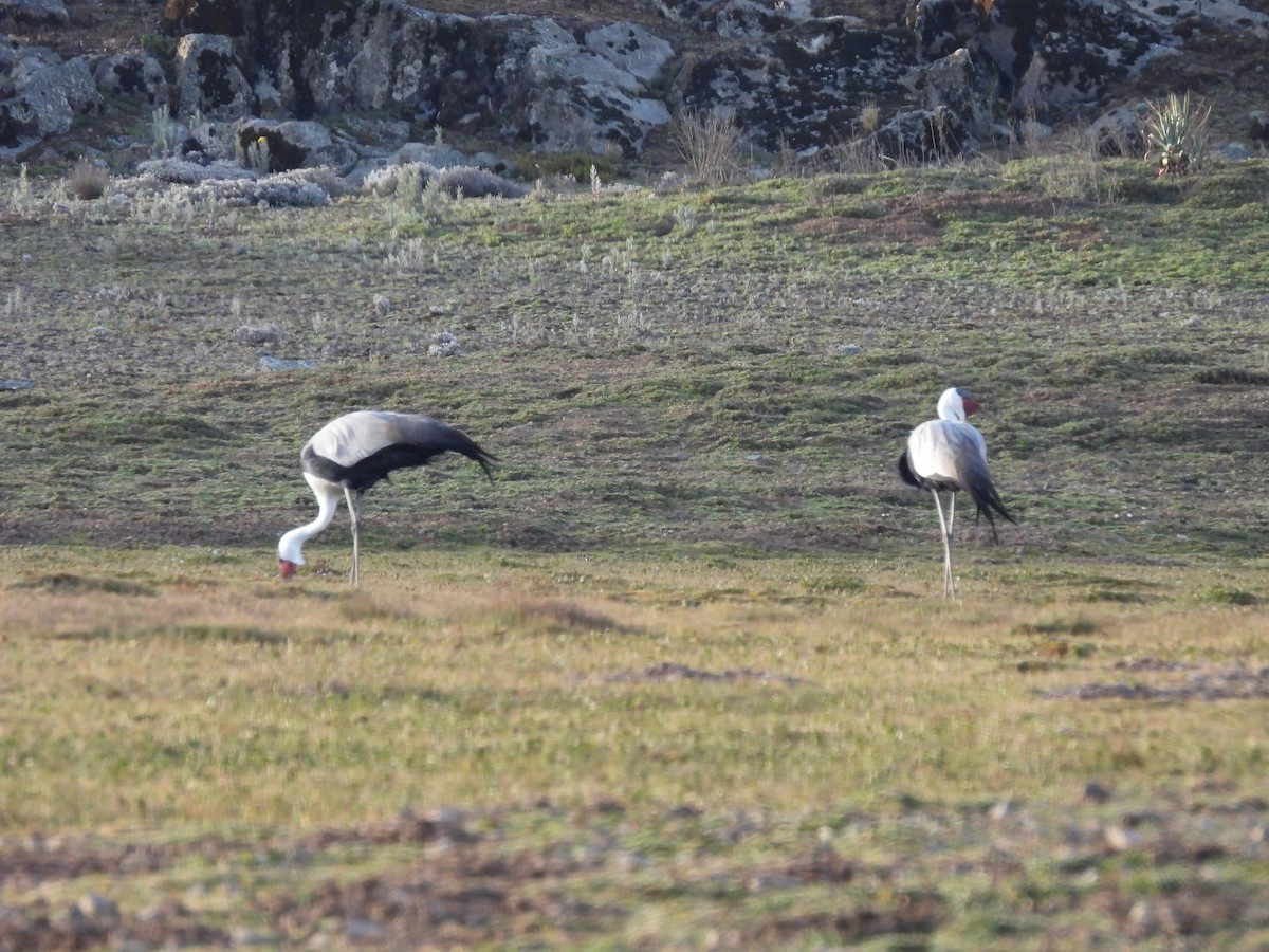 Wattled Crane - ML652111290