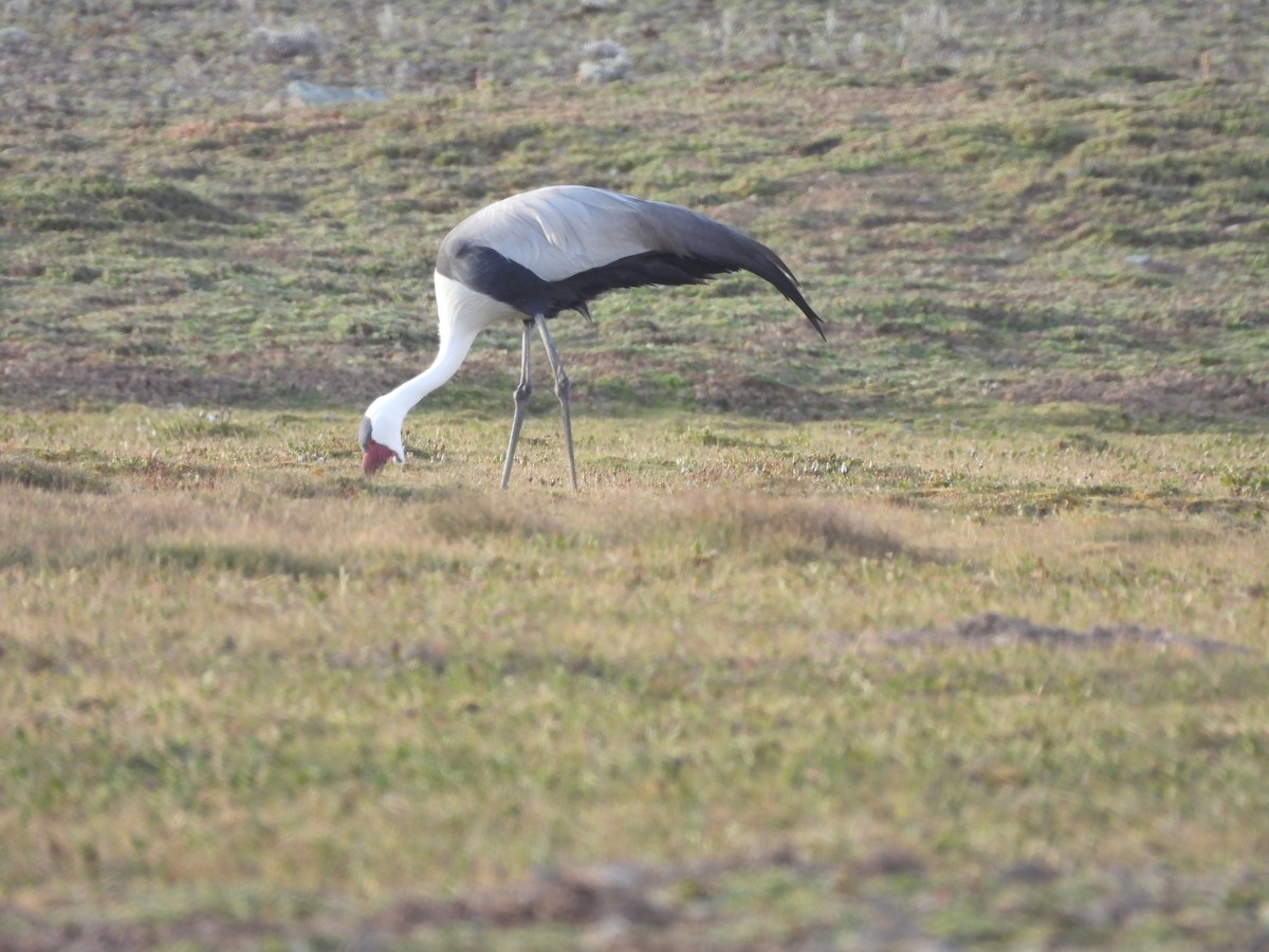 Wattled Crane - ML652111291