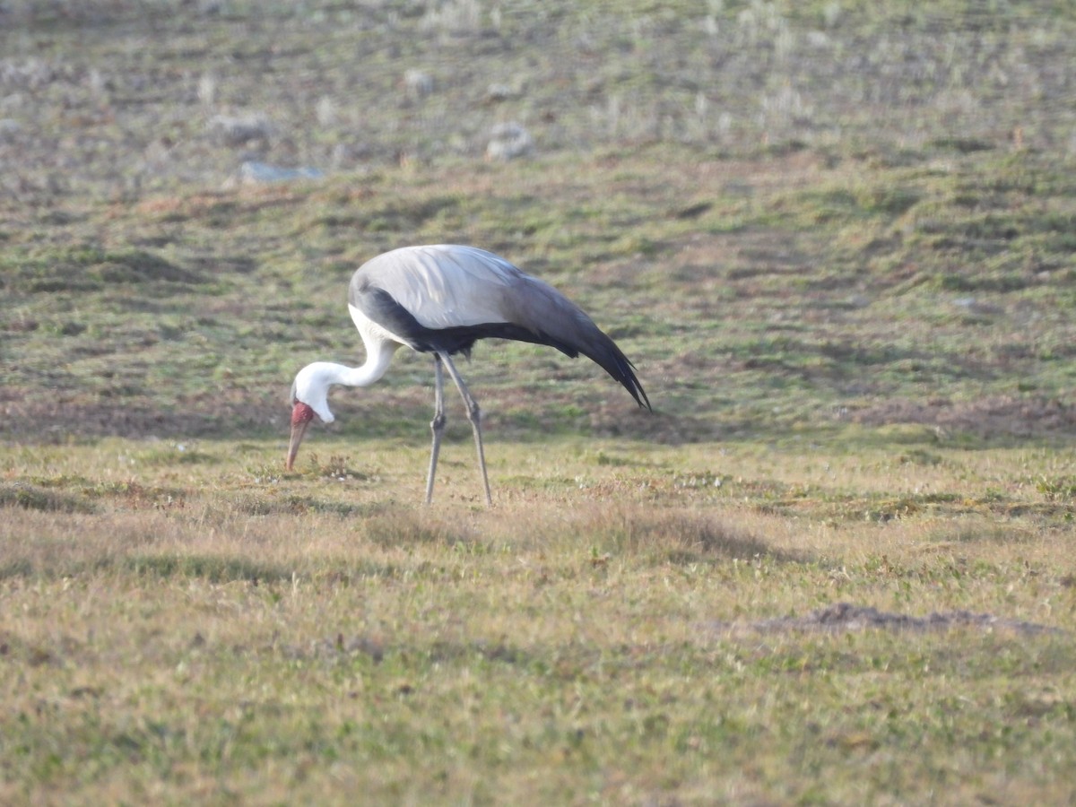 Wattled Crane - ML652111292