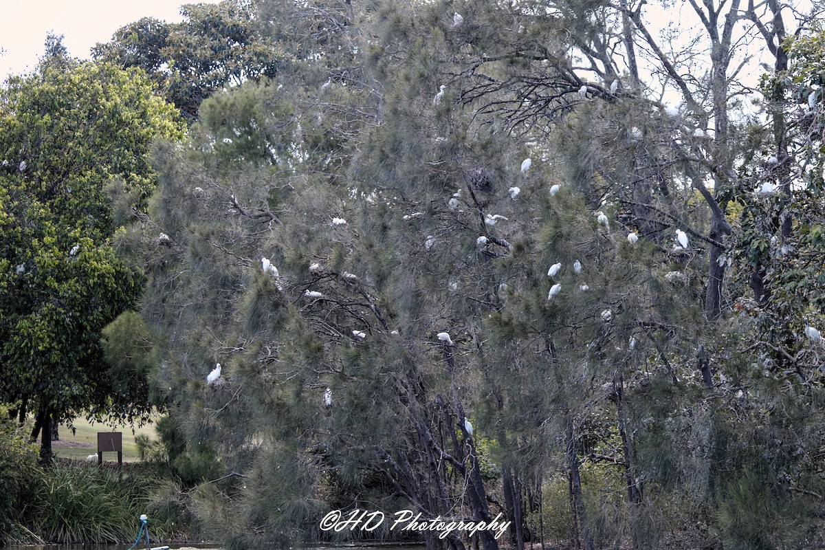 Doğulu Sığır Balıkçılı - ML652111305