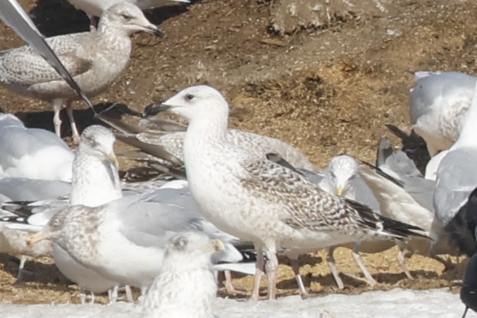 Great Black-backed Gull - ML652111384