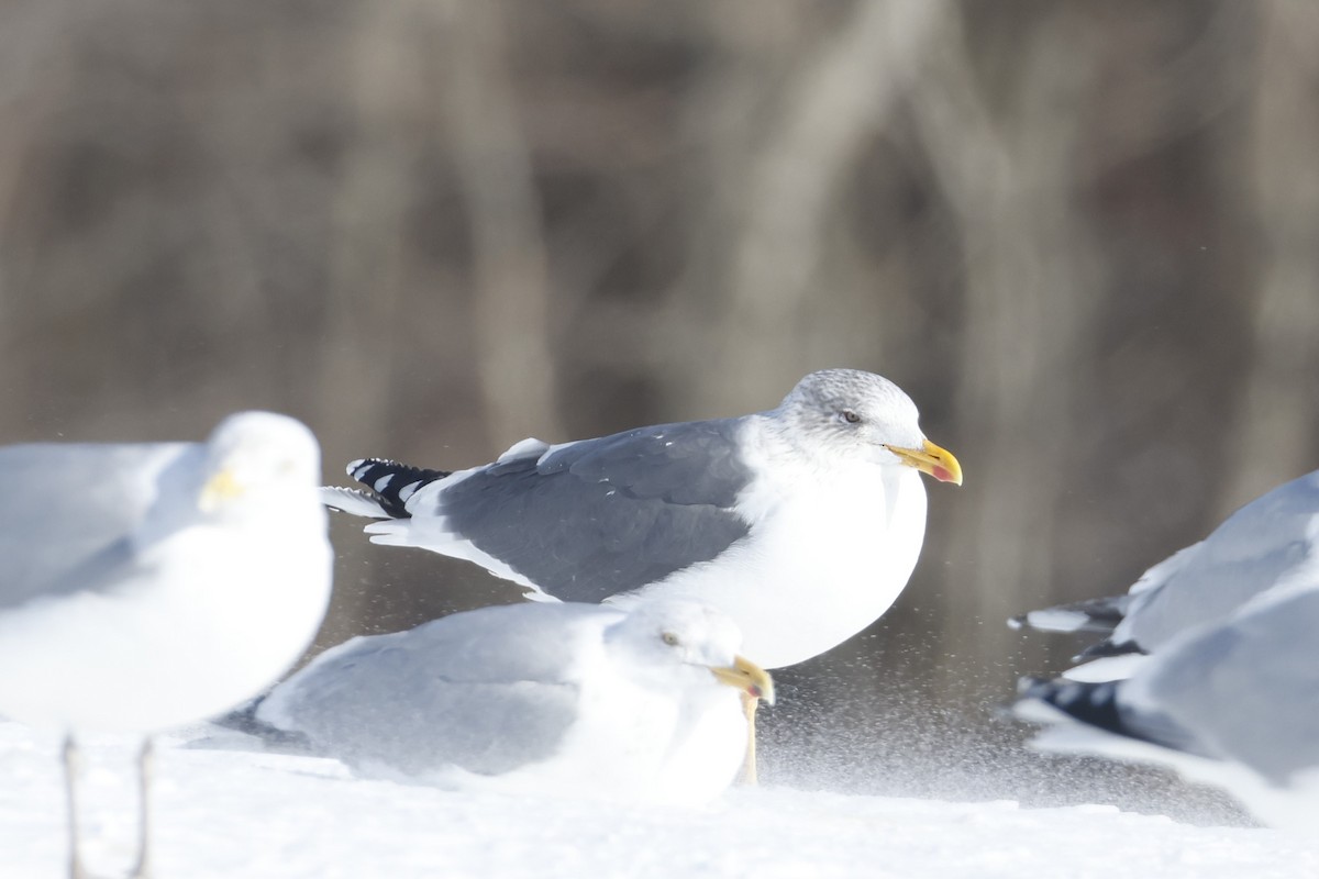 Lesser Black-backed Gull - ML652111392