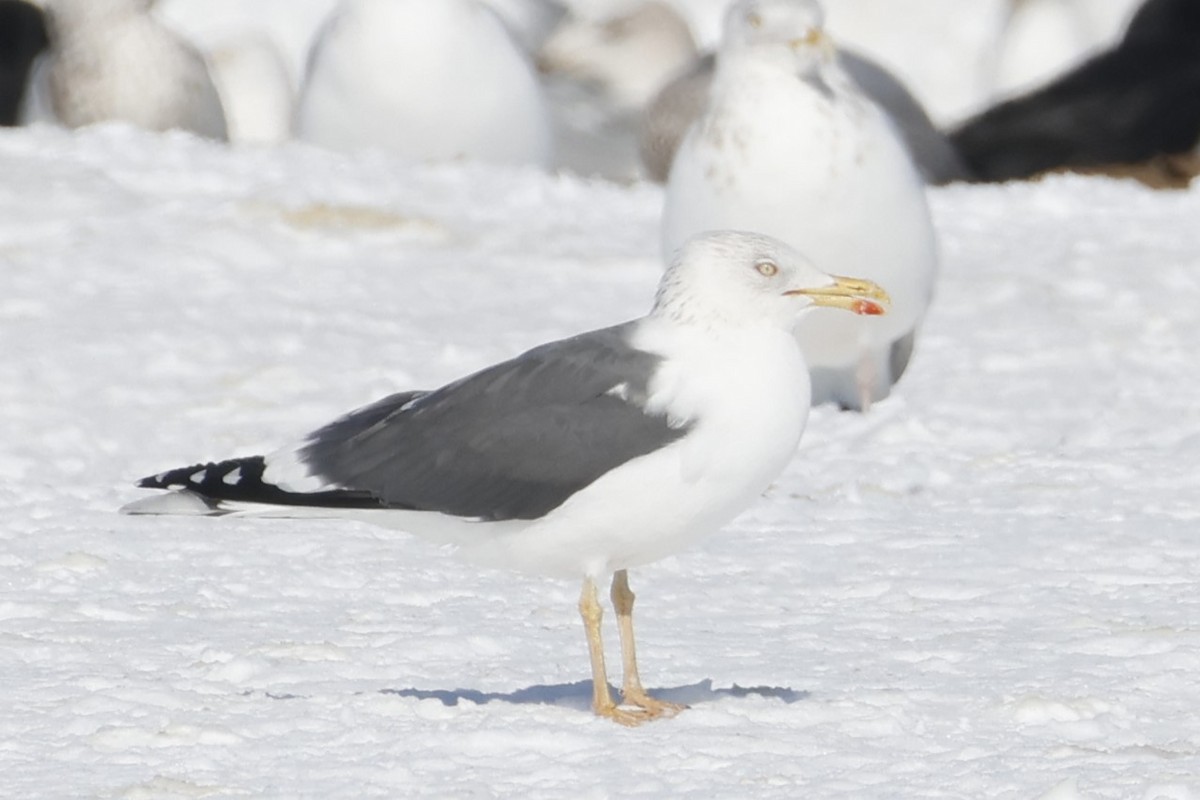 Lesser Black-backed Gull - ML652111401