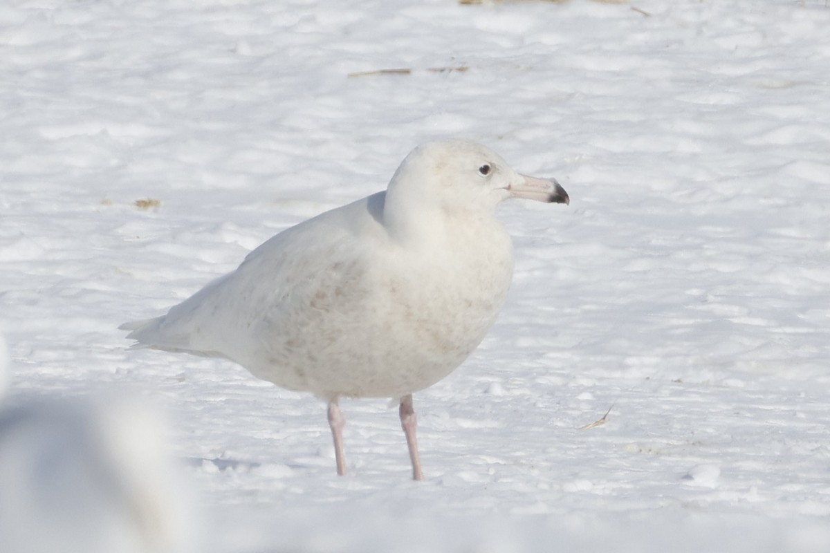 Glaucous Gull - ML652111414
