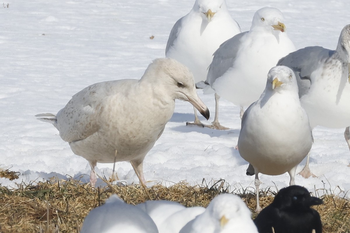 Glaucous Gull - ML652111420