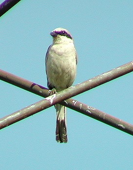 Red-backed Shrike - ML65211151