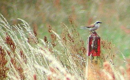 Red-backed Shrike - ML65211171