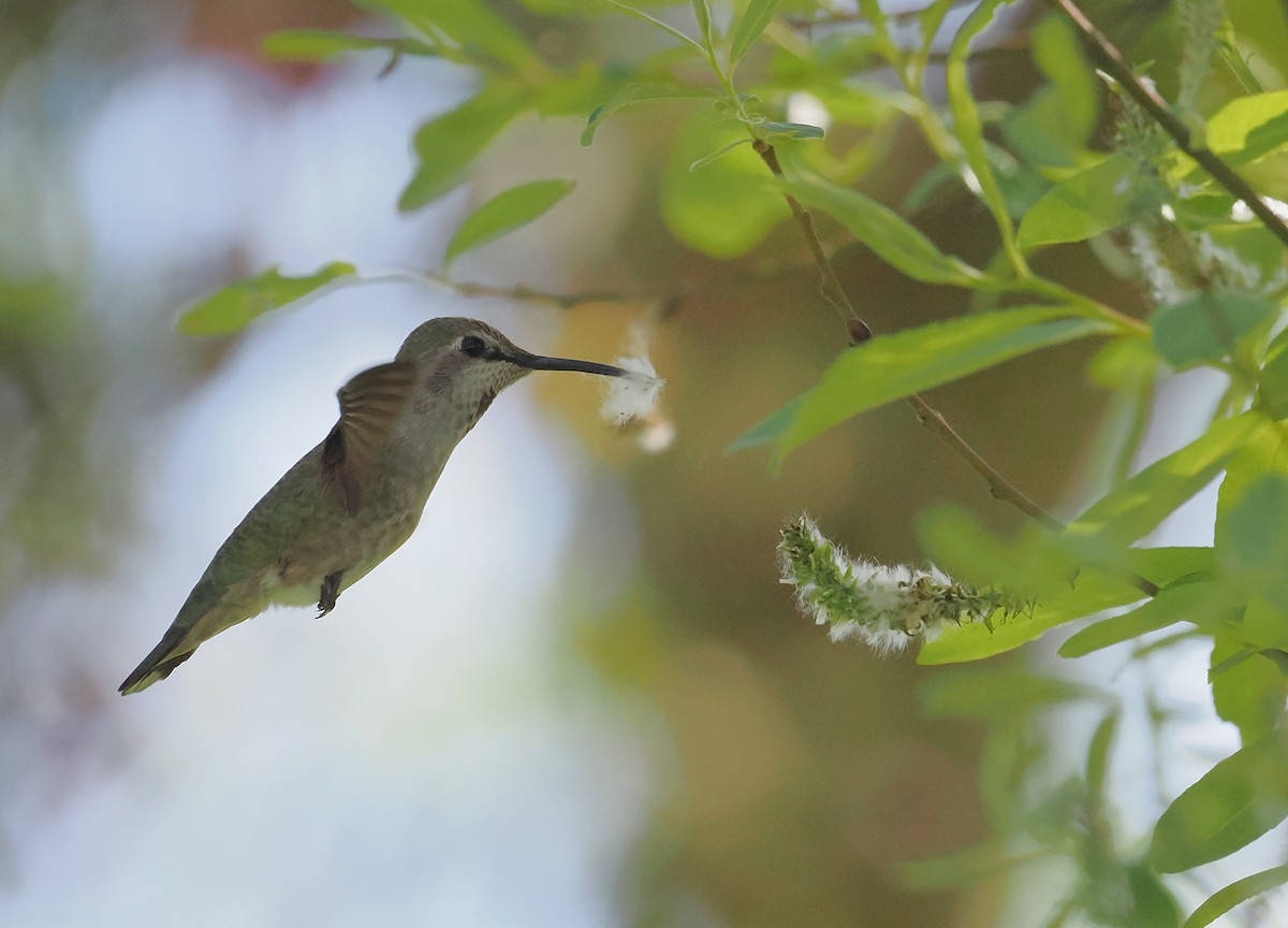 Anna's Hummingbird - ML652111762