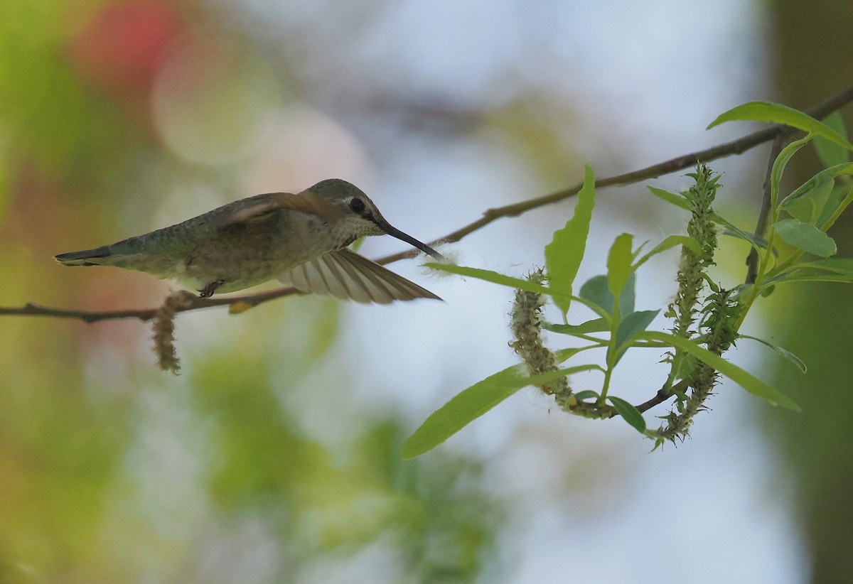 Anna's Hummingbird - ML652111770
