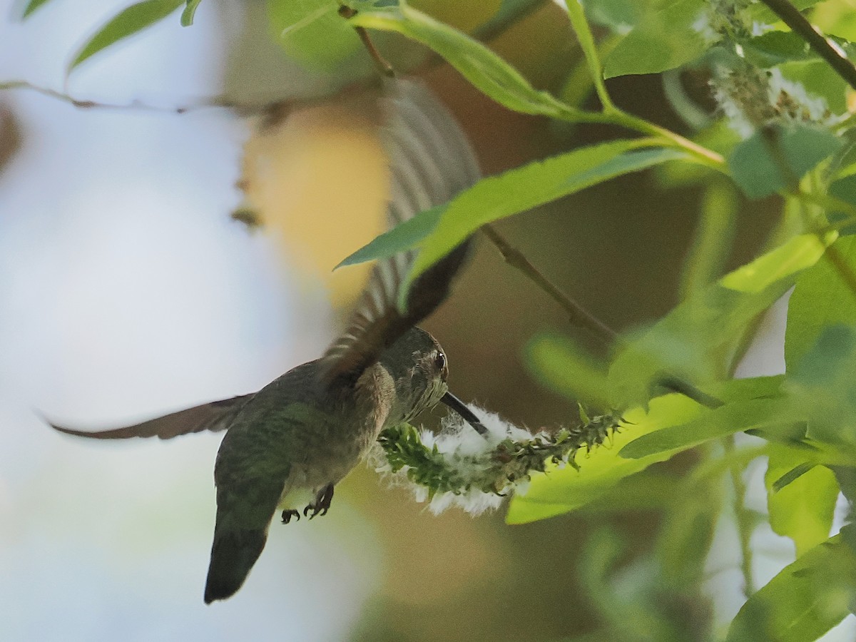 Anna's Hummingbird - ML652111783