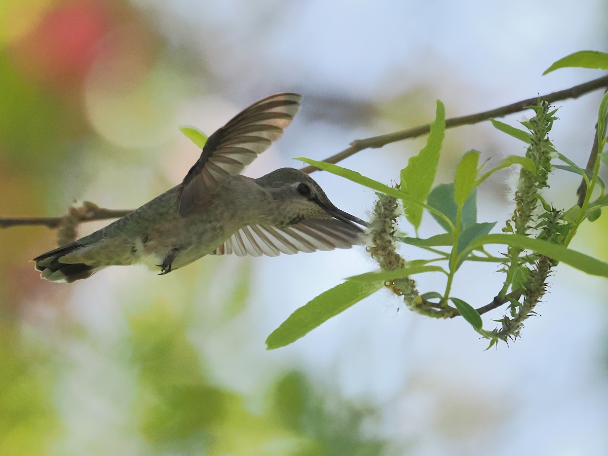 Anna's Hummingbird - ML652111786