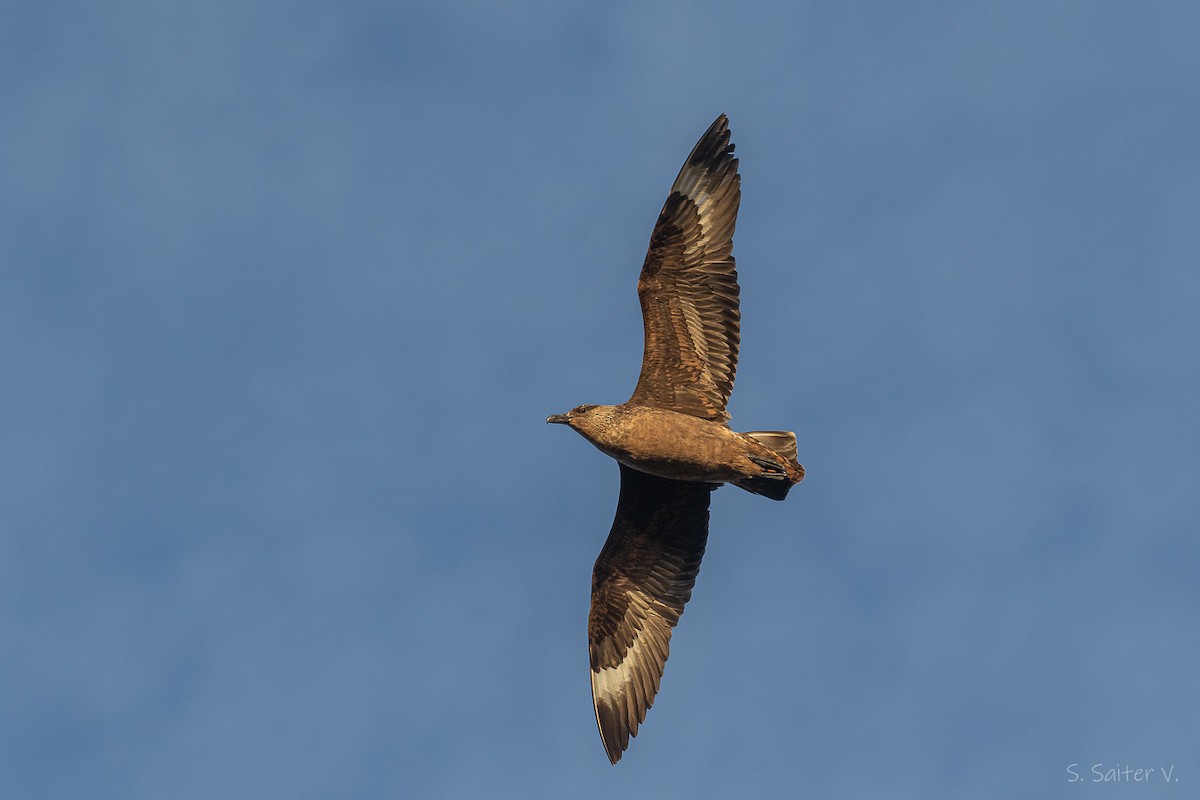 Chilean Skua - ML652111991